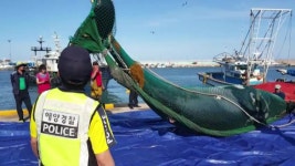 [전국]참고래가 밍크고래로 바뀔 뻔한 이유는? | YTN 참고래가 밍크고래로 바뀔 뻔한 이유는?