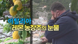 [국제][세상만사] 이탈리아 레몬 농장주의 눈물 | YTN [세상만사] 이탈리아 레몬 농장주의 눈물