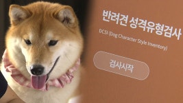 [문화]나 누구개?...반려견 성격 검사 프로그램 등장 | YTN 나 누구개?...반려견 성격 검사 프로그램 등장