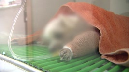 [전국]동물병원 진료비 표시로 부담 낮춘다...경남 첫 시행 | YTN 동물병원 진료비 표시로 부담 낮춘다...경남 첫 시행