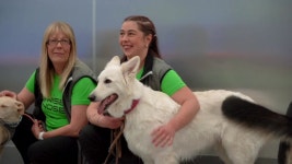 [국제]핀란드 코로나19 탐지견 맹활약...10초 내 식별 | YTN 핀란드 코로나19 탐지견 맹활약...10초 내 식별