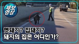 [제보영상] 멧돼지? 집돼지? 돼지의 집은 어디인가? | YTN [제보영상] 멧돼지? 집돼지? 돼지의 집은 어디인가?