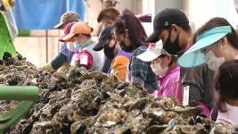 [전국]청정 바다 통영 햇굴 수확 시작...생산량 감소할 듯 | YTN 청정 바다 통영 햇굴 수확 시작...생산량 감소할 듯