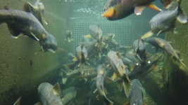 [전국]고향으로 돌아온 연어...축제 대신 온라인 체험·판매 | YTN 고향으로 돌아온 연어...축제 대신 온라인 체험·판매