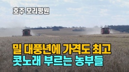 [국제][세상만사] 밀 대풍년에 가격도 최고...호주 농부들 콧노래 | YTN [세상만사] 밀 대풍년에 가격도 최고...호주 농부들 콧노래