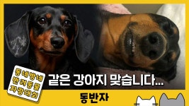 [동반자] 닥스훈남 민트의 훈훈한 견생일기 | YTN [동반자] 닥스훈남 민트의 훈훈한 견생일기
