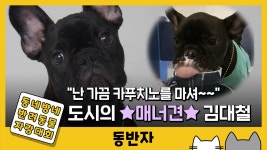 [동반자] 난 가끔 카푸치노를 마셔 도시의 ★매너견★ 김대철 | YTN [동반자] 난 가끔 카푸치노를 마셔 도시의 ★매너견★ 김대철