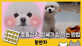 [동반자] 밥그릇 뒤집어봤니? 호들갑犬 앙쎄가 밥 먹는 방법 | YTN [동반자] 밥그릇 뒤집어봤니? 호들갑犬 앙쎄가 밥 먹는 방법