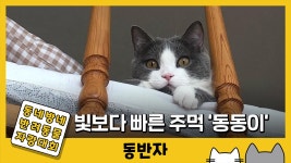 [동반자] 빛보다 빠른 냥냥펀치 동동이 | YTN [동반자] 빛보다 빠른 냥냥펀치 동동이