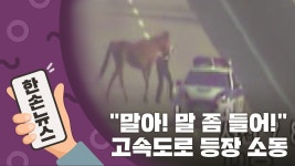 [한손뉴스][15초뉴스] 농장 탈출한 말...고속도로 휘저으며 소동 | YTN [15초뉴스] 농장 탈출한 말...고속도로 휘저으며 소동