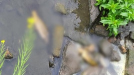 [전국]천안 성정천 물고기 수십 마리 폐사...용존산소 부족 추정 | YTN 천안 성정천 물고기 수십 마리 폐사...용존산소 부족 추정