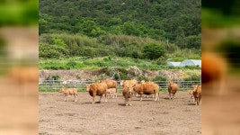 [경제][기업] 현대백화점, 국내 1호 동물복지인증 한우 판매 | YTN [기업] 현대백화점, 국내 1호 동물복지인증 한우 판매