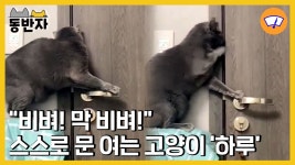 [동반자] 비벼! 막 비벼!…스스로 문 여는 고양이 하루 | YTN [동반자] 비벼! 막 비벼!…스스로 문 여는 고양이 하루