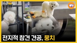 [동반자] 전지적 참견 견공, 뭉치 | YTN [동반자] 전지적 참견 견공, 뭉치