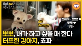[동반자] 뽀뽀, 내가 하고 싶을 때 한다…터프한 강아지, 쵸파 | YTN [동반자] 뽀뽀, 내가 하고 싶을 때 한다…터프한 강아지, 쵸파