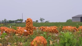 [경제][기업] SPC, 무안군과 양파 소비 활성화 나선다 | YTN [기업] SPC, 무안군과 양파 소비 활성화 나선다
