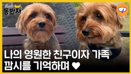 [동반자] 보고만 있어도 행복했던 우리 깜시를 추억하며...☆ | YTN [동반자] 보고만 있어도 행복했던 우리 깜시를 추억하며...☆
