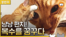 [동반자] 냥냥 펀치! 복수를 꿈꾸는 황룡이 | YTN [동반자] 냥냥 펀치! 복수를 꿈꾸는 황룡이