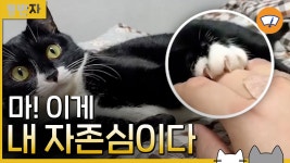 [동반자] 개냥이인 줄 알았던 또띠...알고 보니? | YTN [동반자] 개냥이인 줄 알았던 또띠...알고 보니?