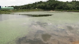 [전국]서산 온석저수지에서 물고기 2천5백여 마리 폐사...폭염 영향 | YTN 서산 온석저수지에서 물고기 2천5백여 마리 폐사...폭염 영향