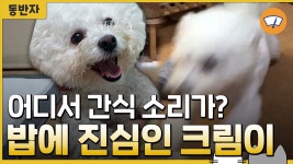 [동반자]어디서 간식 소리가? 밥에 진심인 크림이 | YTN 어디서 간식 소리가? 밥에 진심인 크림이 [동반자]