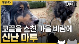 [동반자]코끝을 스친 가을 바람에 신난 마루 | YTN 코끝을 스친 가을 바람에 신난 마루 [동반자]