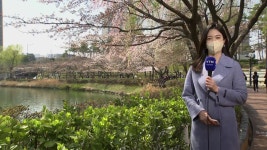 [날씨] 3년 만에 열린 서울 벚꽃길...이번 주 본격 개화 | YTN [날씨] 3년 만에 열린 서울 벚꽃길...이번 주 본격 개화