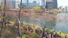 [기상센터][날씨] 서울 벚꽃길 3년 만에 개방...이번 주 본격 개화 | YTN [날씨] 서울 벚꽃길 3년 만에 개방...이번 주 본격 개화