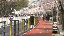 [날씨] 3년 만에 개방된 벚꽃길...영동은 산불 비상 | YTN [날씨] 3년 만에 개방된 벚꽃길...영동은 산불 비상