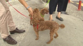 [경제]반려동물 천만시대...굶겨 사망·관리의무 소홀 처벌 | YTN 반려동물 천만시대...굶겨 사망·관리의무 소홀 처벌