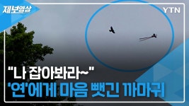 [제보영상]나 잡아봐라...‘연’에게 마음 뺏긴 까마귀 | YTN 나 잡아봐라...‘연’에게 마음 뺏긴 까마귀 [제보영상]