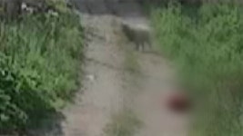 [사회]검찰, 남양주 개물림 사망사건 견주 구속기소 | YTN 검찰, 남양주 개물림 사망사건 견주 구속기소