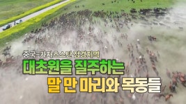 [국제][세상만사] 대초원을 달리는 만 마리의 천마들 | YTN [세상만사] 대초원을 달리는 만 마리의 천마들