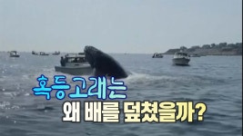 [국제][세상만사] 작은 선박을 덮친 무게 40톤 짜리 혹등고래 | YTN [세상만사] 작은 선박을 덮친 무게 40톤 짜리 혹등고래