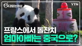 [국경없는영상]프랑스서 첫 돌 맞은 자이언트판다 쌍둥이...부모는 곧 중국행? | YTN 프랑스서 첫 돌 맞은 자이언트판다 쌍둥이...부모는 곧... 