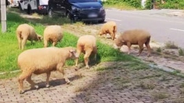[사회]인천 남동구 공원에 양 떼 출몰 소동...공원 목장에서 잠시 방목 | YTN 인천 남동구 공원에 양 떼 출몰 소동...공원 목장에서 잠시 방목