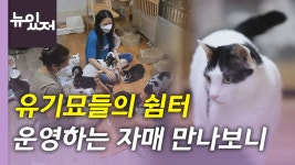 [사회][뉴있저] 유기묘들의 쉼터 운영하는 자매 만나보니 | YTN [뉴있저] 유기묘들의 쉼터 운영하는 자매 만나보니