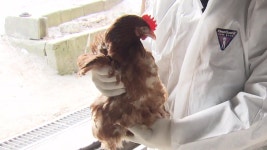 [문화]이천 산란계 농장서 AI 항원 검출...17만1천마리 살처분 착수 | YTN 이천 산란계 농장서 AI 항원 검출...17만1천마리 살처분 착수