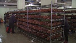 [전국]아파트 지하상가에 버섯농장...자활근로자들의 꿈이 자란다! | YTN 아파트 지하상가에 버섯농장...자활근로자들의 꿈이 자란다!