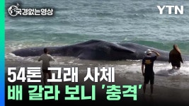 [국경없는영상]54톤 거대 고래 뱃속에서 발견된 것은? [국경없는 영상] | YTN 54톤 거대 고래 뱃속에서 발견된 것은? [국경없는 영상]