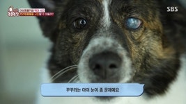 [방송]동물농장, 야생동물 카페 학대 실상 공개…사장 구속 송치 | YTN 동물농장, 야생동물 카페 학대 실상 공개…사장 구속 송치