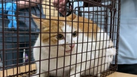 [전국]뿔쇠오리 보호 위해 마라도 길고양이 42마리 이주 | YTN 뿔쇠오리 보호 위해  마라도 길고양이 42마리 이주