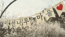 [전국]새하얀 꽃망울 미선나무...우리나라에서만 자생 | YTN 새하얀 꽃망울 미선나무...우리나라에서만 자생