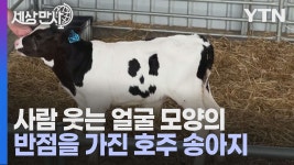[국제][세상만사] 사람 웃는 얼굴 모양의 반점을 가진 송아지 | YTN [세상만사] 사람 웃는 얼굴 모양의 반점을 가진 송아지