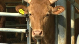 [경제]4년 만에 구제역 발생...한우 농장 3곳으로 늘어 | YTN 4년 만에 구제역 발생...한우 농장 3곳으로 늘어