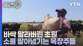 [국제][세상만사] 미국 텍사스주 동부 목장주인들의 한숨 | YTN [세상만사] 미국 텍사스주 동부 목장주인들의 한숨