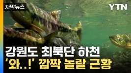 [자막뉴스] 지구온난화 효과...강원 최북단 고성 하천 바글바글 | YTN [자막뉴스] 지구온난화 효과...강원 최북단 고성 하천 바글바글