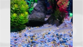 [전국][경기] 경기도가 생산·방류한 버들치, 가평천에 정착 확인 | YTN [경기] 경기도가 생산·방류한 버들치, 가평천에 정착 확인