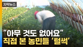 [자막뉴스] 수확 앞둔 농가마다 기겁...귀신이 곡할 노릇 | YTN [자막뉴스] 수확 앞둔 농가마다 기겁...귀신이 곡할 노릇