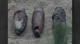 [전국]경북 영덕 앞바다에서 불발탄 발견...대공 혐의점 없어 | YTN 경북 영덕 앞바다에서 불발탄 발견...대공 혐의점 없어